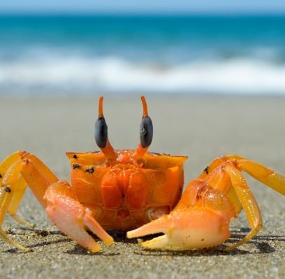 crustacean-3377646_1280