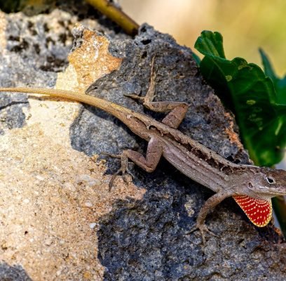 cuban-brown-anole-9216214_1280