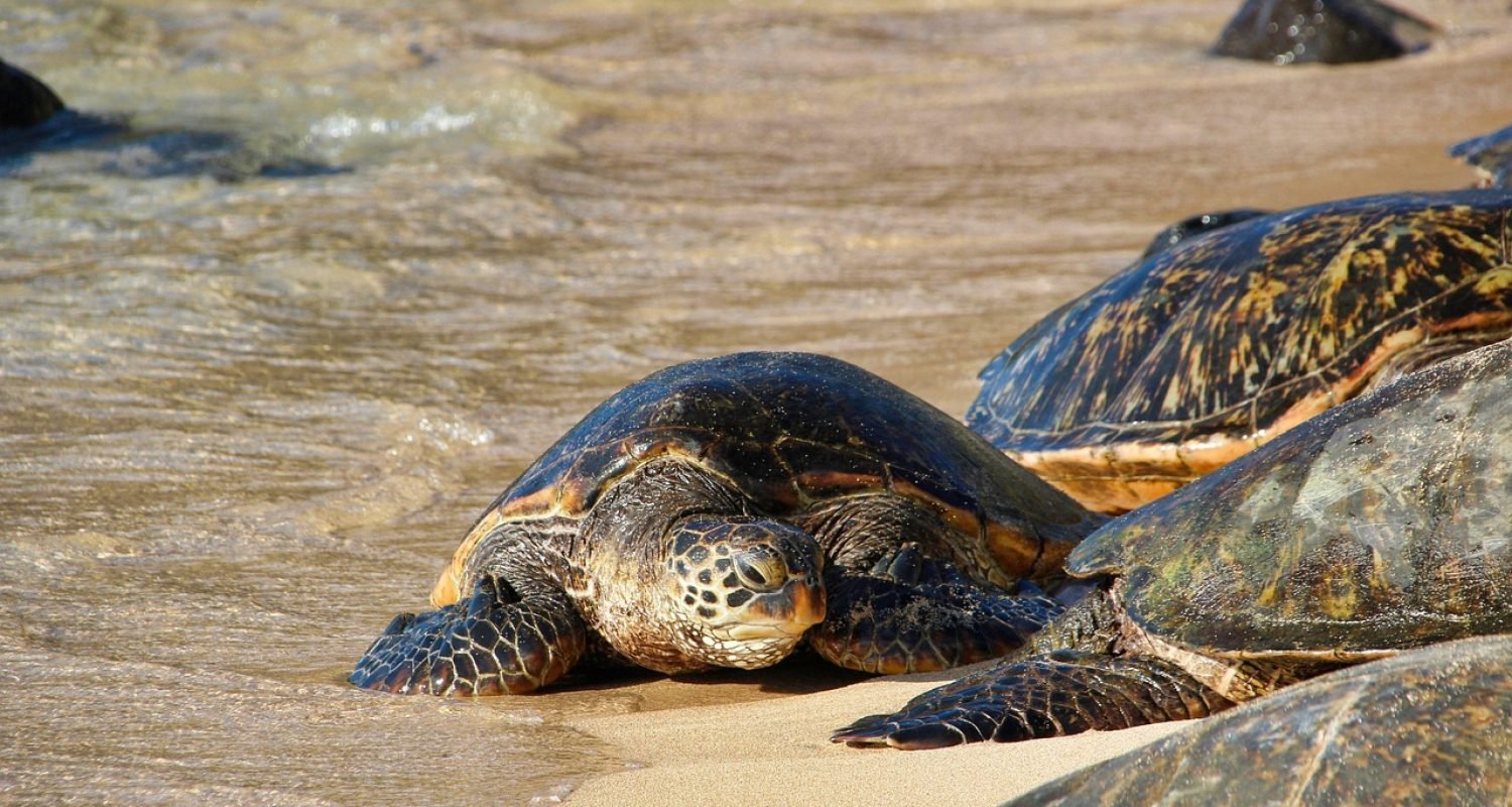 tortoise-3127243_1280